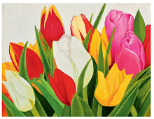 Enkeltkort med bilde av fargerike tulipaner. Bilde.